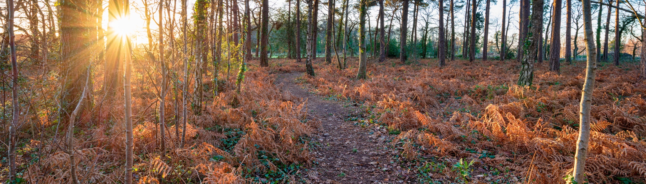 Essex countryside